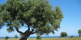 Puglia: ulivi e mare