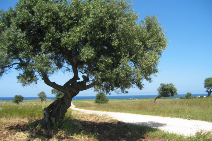 Puglia: ulivi e mare